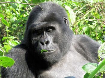 Bwindi - berggorilla's (foto van Hanneke)